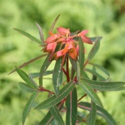 Euphorbia Griffithii 'Fireglow' 5 Euphorbia Griffithii 'Fireglow' -Pure Botanica pl2000012387 card3 lg