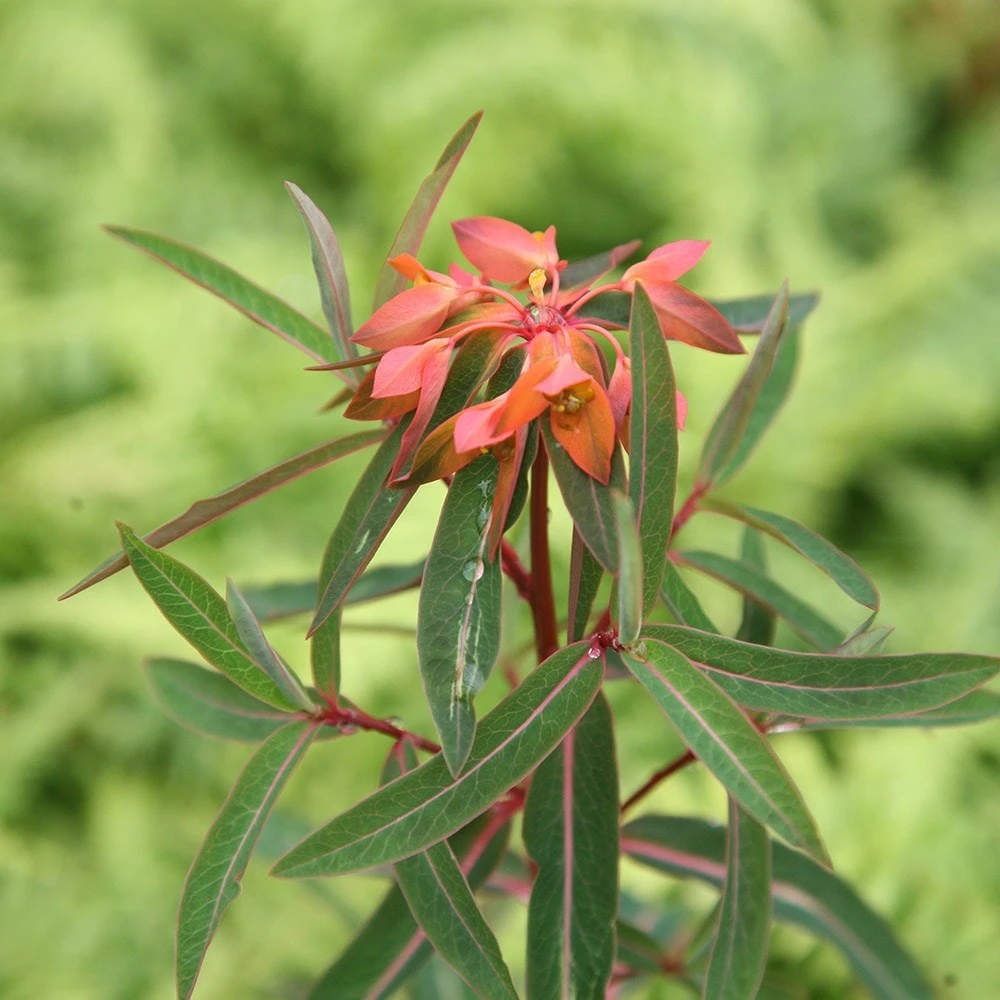 Euphorbia Griffithii 'Fireglow' 3 Euphorbia Griffithii 'Fireglow' - Image 3