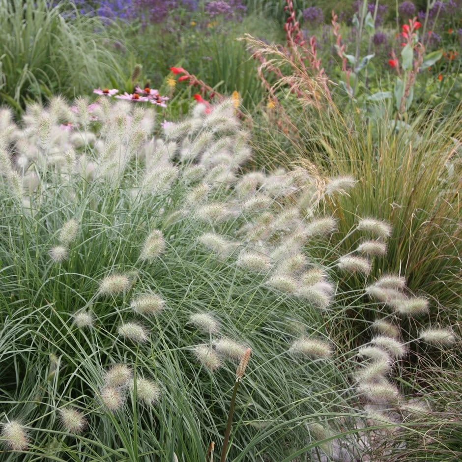 Pennisetum Villosum 1 Pennisetum Villosum