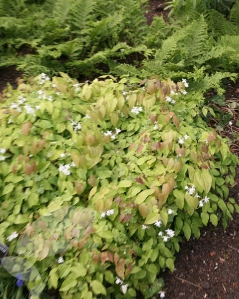 Epimedium × Youngianum 'Niveum' 2 Epimedium × Youngianum 'Niveum' - Image 2