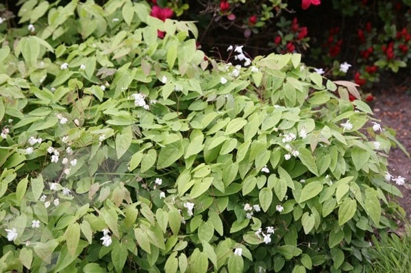 Epimedium × Youngianum 'Niveum' 3 Epimedium × Youngianum 'Niveum' - Image 3