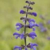 Salvia Pratensis