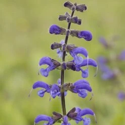 Salvia Pratensis