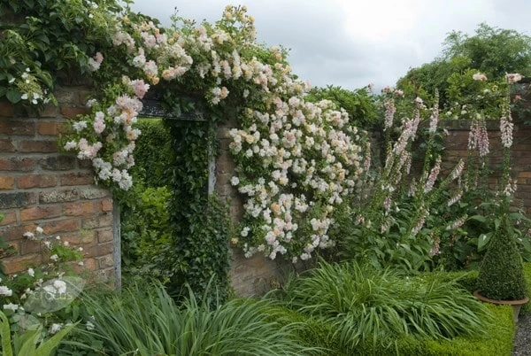 Rosa 'Phyllis Bide' 2 Rosa 'Phyllis Bide' - Image 2