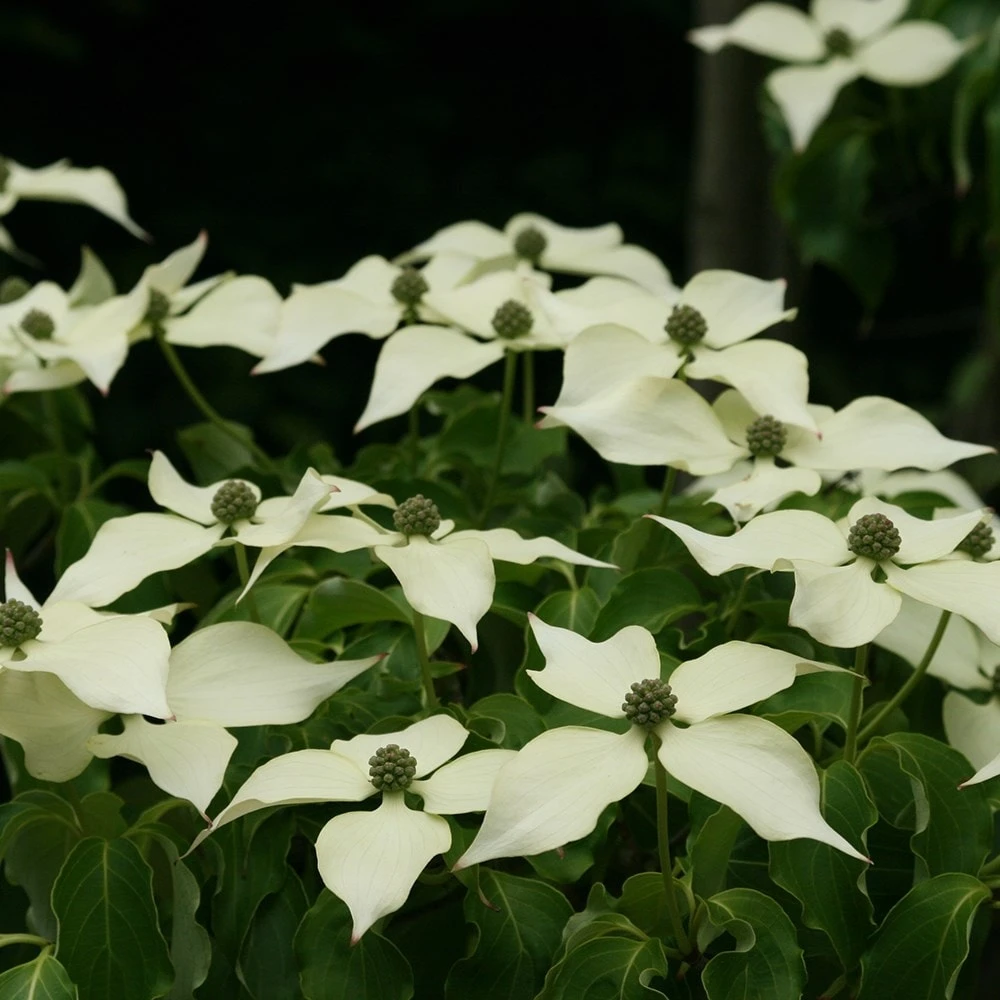 Cornus Florida 2 Cornus Florida - Image 2