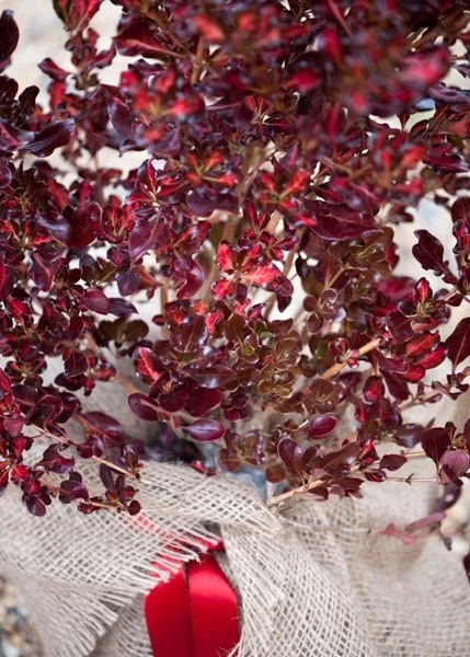 Coprosma Repens Pacific Sunset ('Jwncopps') 2 Coprosma Repens Pacific Sunset ('Jwncopps') - Image 2