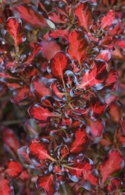 Coprosma Repens Pacific Sunset ('Jwncopps') 7 Coprosma Repens Pacific Sunset ('Jwncopps') -Pure Botanica pl2000013034 card3 lg