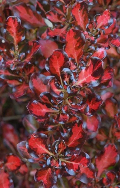 Coprosma Repens Pacific Sunset ('Jwncopps') 3 Coprosma Repens Pacific Sunset ('Jwncopps') - Image 3