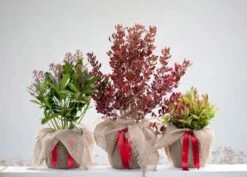 Coprosma Repens Pacific Sunset ('Jwncopps') 8 Coprosma Repens Pacific Sunset ('Jwncopps') -Pure Botanica pl2000013034 card4 lg