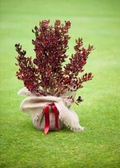 Coprosma Repens Pacific Sunset ('Jwncopps') 9 Coprosma Repens Pacific Sunset ('Jwncopps') -Pure Botanica pl2000013034 card5 lg