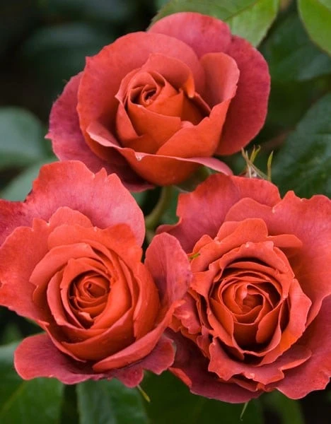 Rosa Hot Chocolate ('Wekpaltez') (PBR) 2 Rosa Hot Chocolate ('Wekpaltez') (PBR) - Image 2