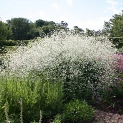 Crambe Cordifolia