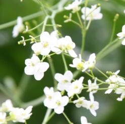 Crambe Cordifolia -Pure Botanica pl2000013204 card3 lg