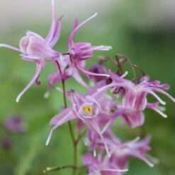 Epimedium Grandiflorum 'Lilafee'