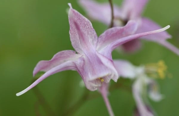 Epimedium Grandiflorum 'Lilafee' 2 Epimedium Grandiflorum 'Lilafee' - Image 2
