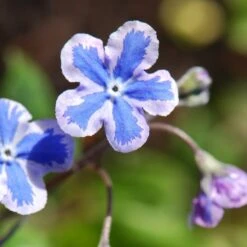 Omphalodes Cappadocica 'Starry Eyes'