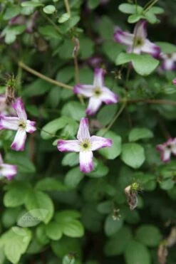 Clematis 'Minuet' 6 Clematis 'Minuet' -Pure Botanica pl2000013343 card3 lg