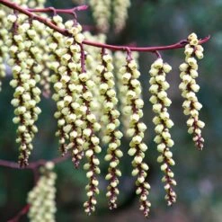 Stachyurus Praecox