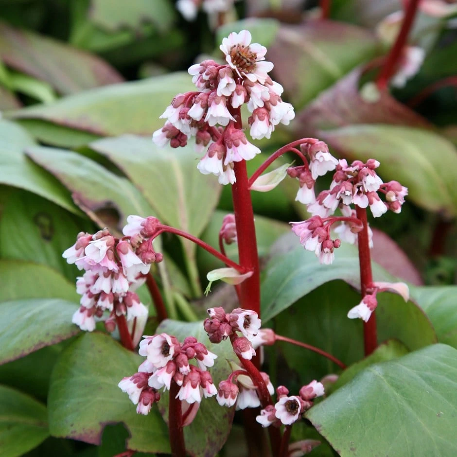 Bergenia 'Silberlicht' 1 Bergenia 'Silberlicht'