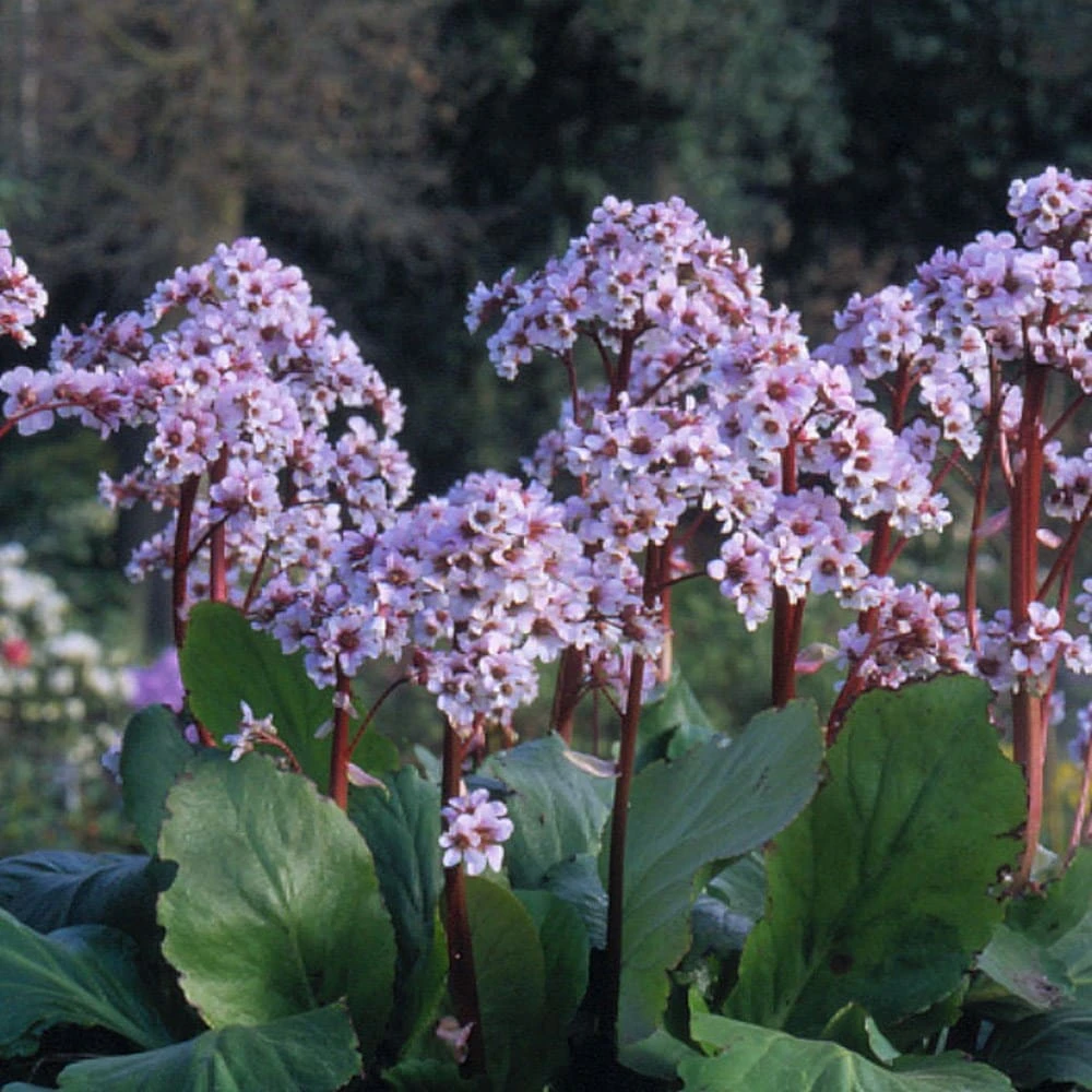 Bergenia 'Silberlicht' 2 Bergenia 'Silberlicht' - Image 2