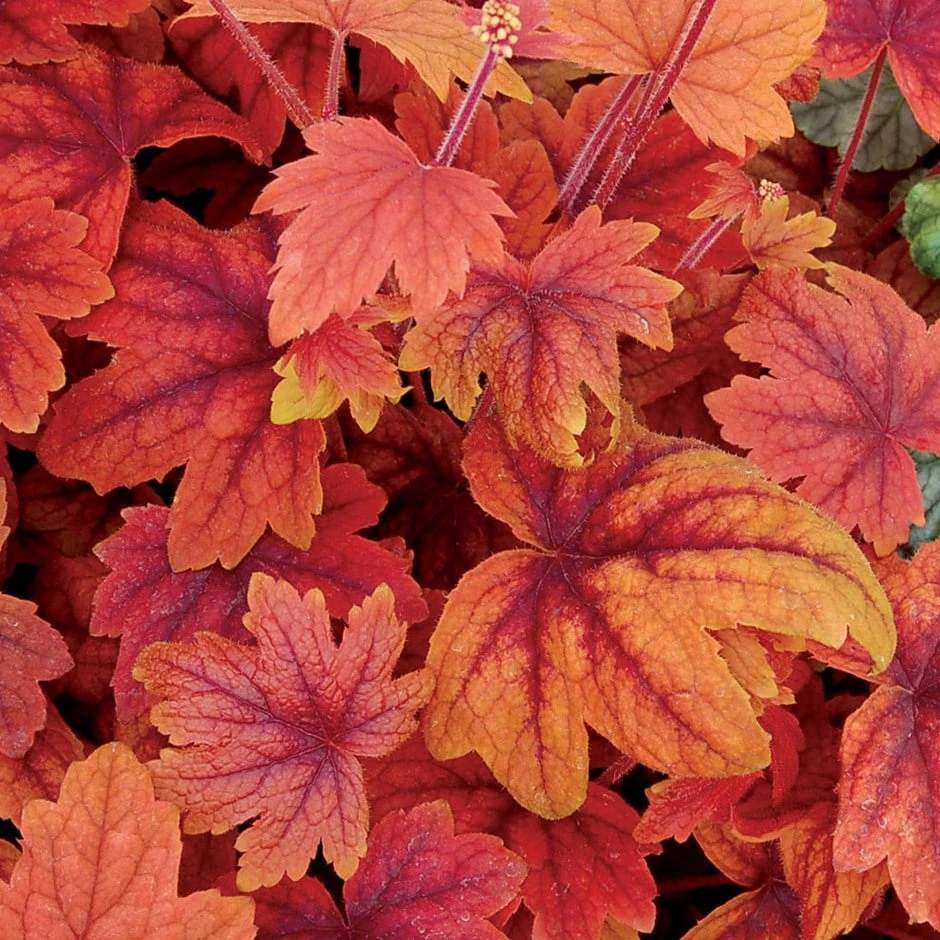 × Heucherella 'Sweet Tea' (PBR) 1 × Heucherella 'Sweet Tea' (PBR)