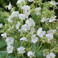 Geranium Macrorrhizum 'White-Ness'