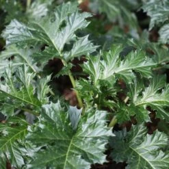 Pure Botanica -Pure Botanica pl2000016225 card2 lg