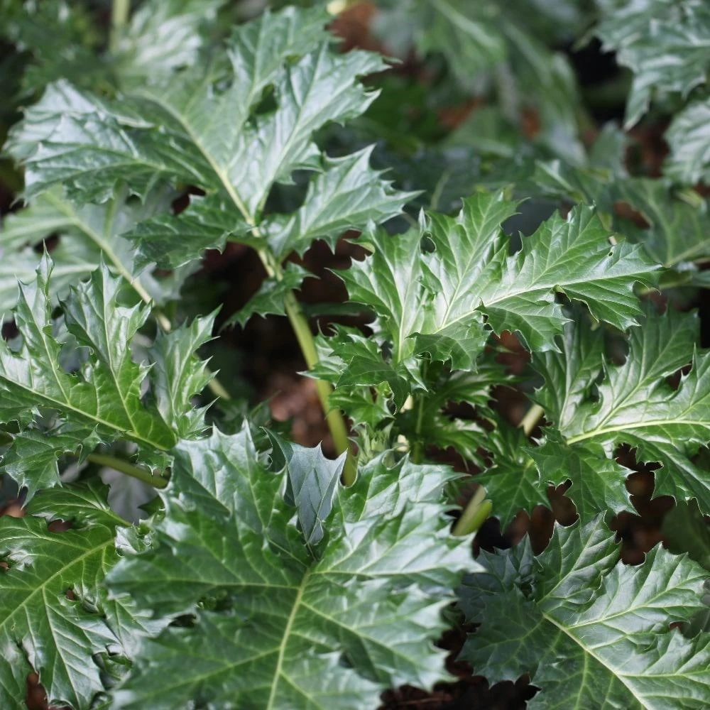Acanthus Mollis (Latifolius Group) 'Rue Ledan' 2 Acanthus Mollis (Latifolius Group) 'Rue Ledan' - Image 2