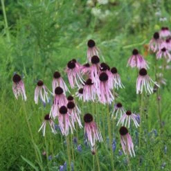 Echinacea Pallida -Pure Botanica pl2000016474 card3 lg