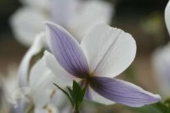 Anemone Wild Swan ('Macane001') (PBR) -Pure Botanica pl2000016727 card3 lg