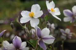 Anemone Wild Swan ('Macane001') (PBR) -Pure Botanica pl2000016727 card4 lg
