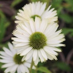 Echinacea Purpurea 'Virgin' (PBR)