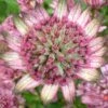 Astrantia Major 'Penny's Pink'