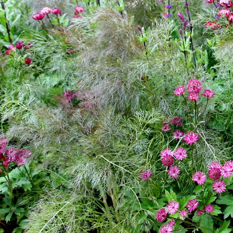 Foeniculum Vulgare 'Purpureum' 1 Foeniculum Vulgare 'Purpureum'