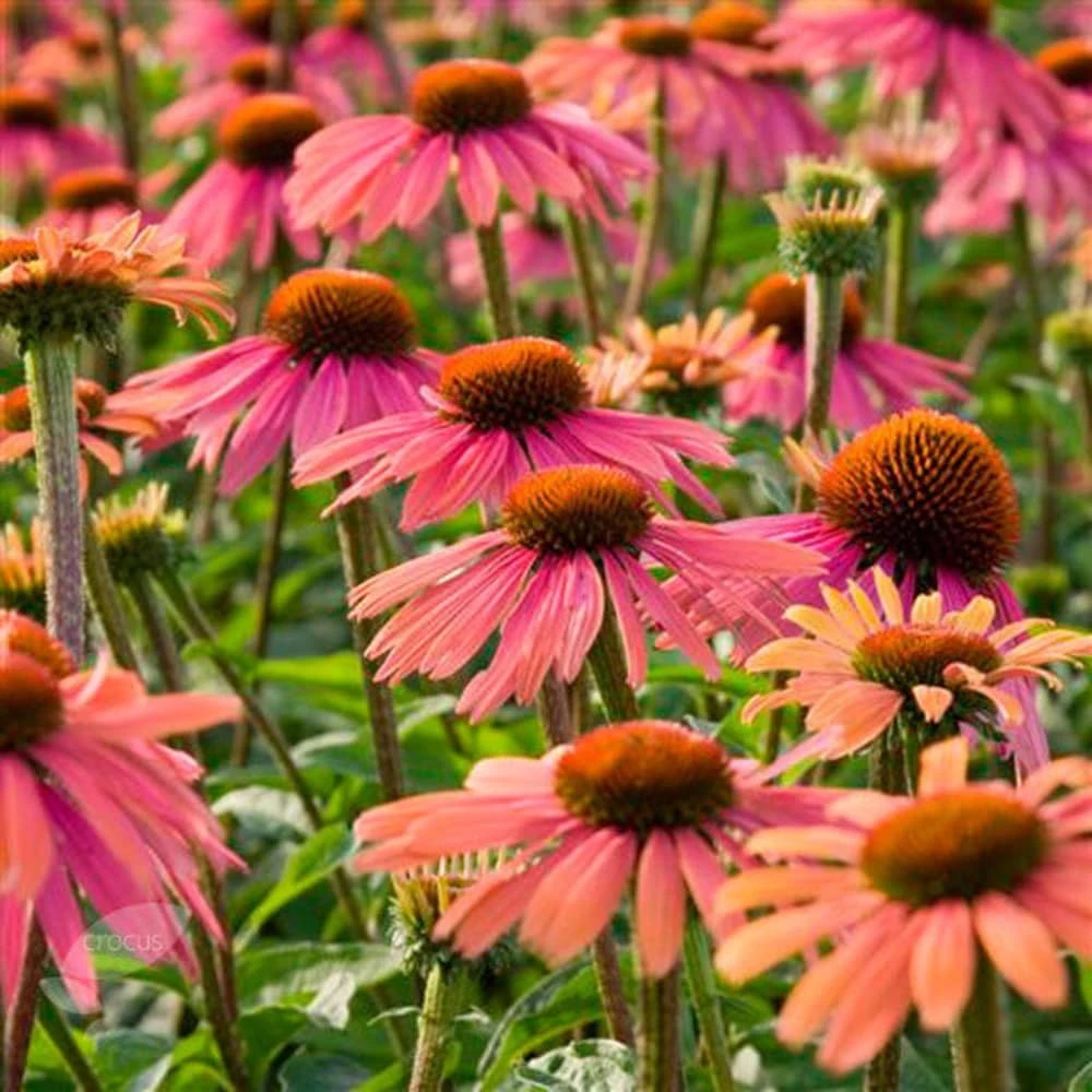 Echinacea 'Summer Cocktail' (PBR) 2 Echinacea 'Summer Cocktail' (PBR) - Image 2