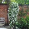 Clematis 'Broughton Bride'