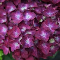 Hydrangea Machrophylla Hot Red ('Agrihydradrie') (PBR)
