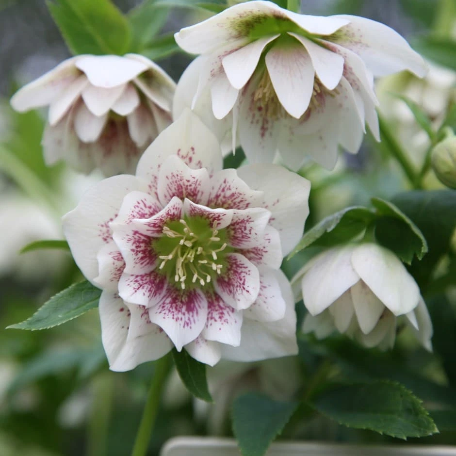 Helleborus × Hybridus Harvington Double White Speckled 1 Helleborus × Hybridus Harvington Double White Speckled