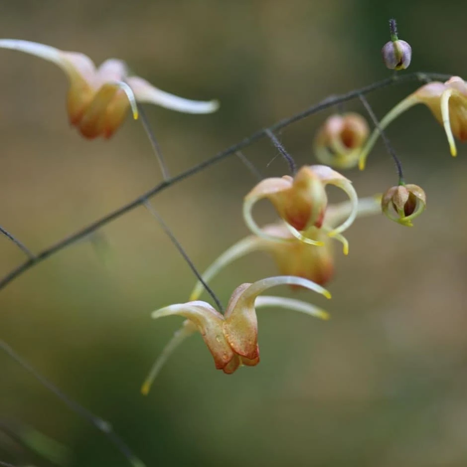 Epimedium 'Amber Queen' (PBR) 1 Epimedium 'Amber Queen' (PBR)