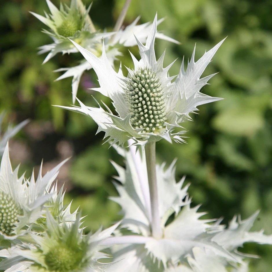 Eryngium Giganteum 'Silver Ghost' 1 Eryngium Giganteum 'Silver Ghost'