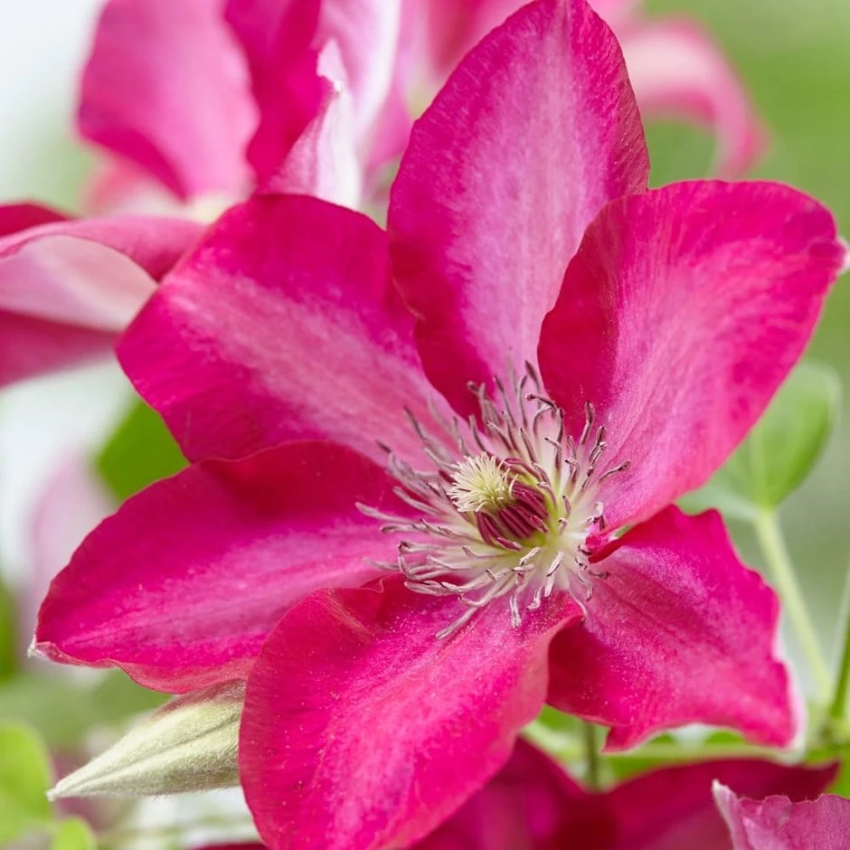 Clematis Tekla ('Evipo069') (PBR) 1 Clematis Tekla ('Evipo069') (PBR)