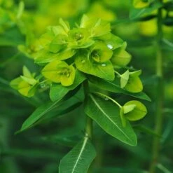 New Release 21 Euphorbia Wallichii