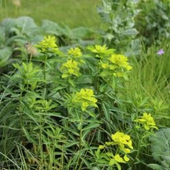 New Release -Pure Botanica pl2000019191 card2 lg