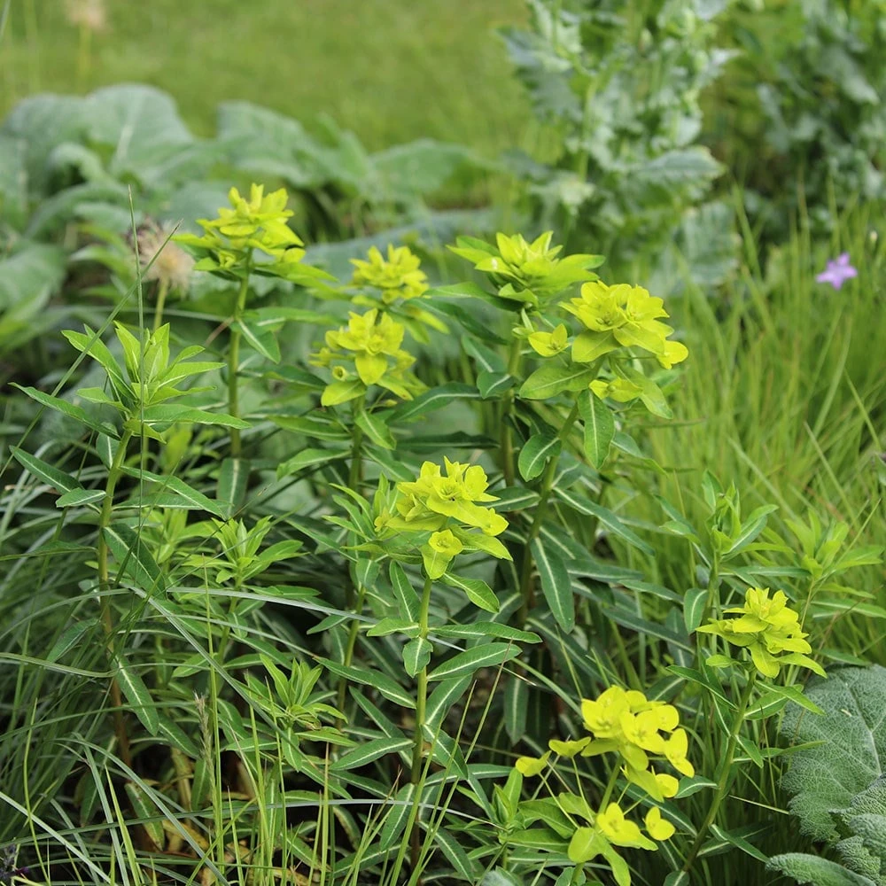 Euphorbia Wallichii 2 Euphorbia Wallichii - Image 2