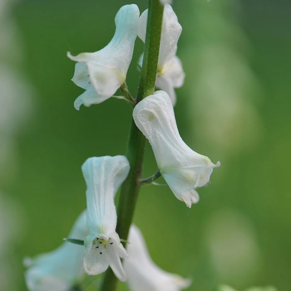 Aconitum 'Ivorine' 1 Aconitum 'Ivorine'