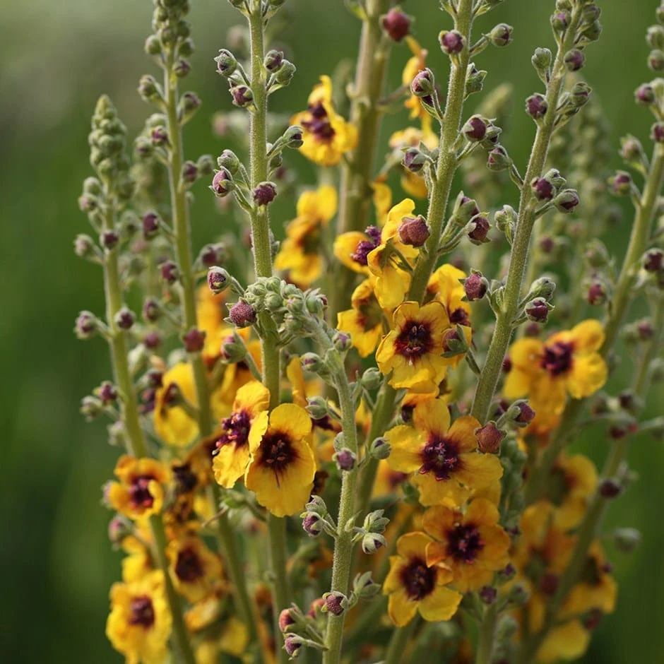 Verbascum (Cotswold Group) 'Cotswold Queen' 1 Verbascum (Cotswold Group) 'Cotswold Queen'