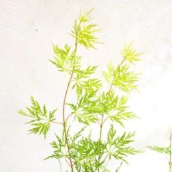 Acer Palmatum 'Emerald Lace' -Pure Botanica pl2000019573 card3 lg