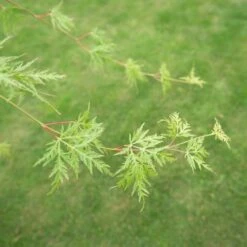 Acer Palmatum 'Emerald Lace' -Pure Botanica pl2000019573 card4 lg