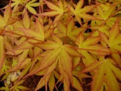 Acer Palmatum 'Katsura' -Pure Botanica pl2000019574 card3 lg