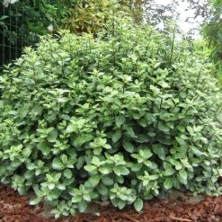 Pittosporum Tenuifolium 'Golf Ball' (PBR)